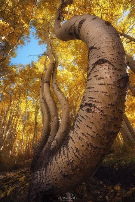 martin podt phot curved aspens colorado.jpg